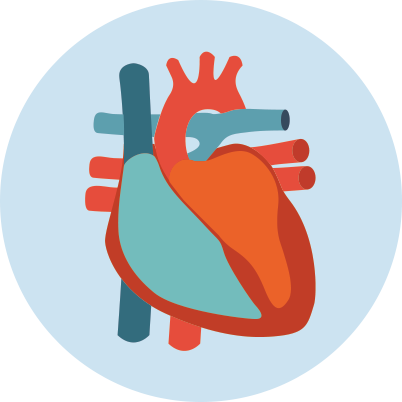 Anatomic heart icon