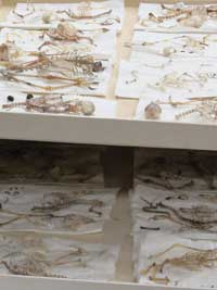 Tiny, delicate bird skeletons cleaned by Dermestid beetles. 